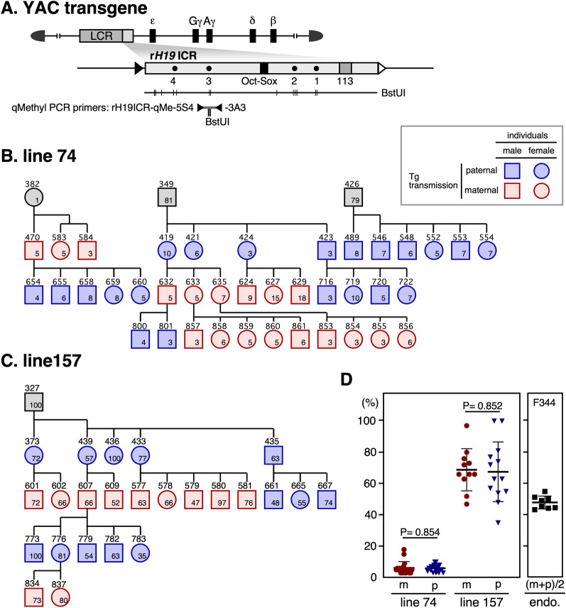 The transgenic IG-DMR sequence of the mouse Dlk1-Dio3 domain acquired imprinted DNA methylation during the post-fertilization period.