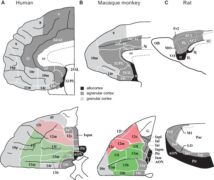 The orbitofrontal cortex, food reward, body weight and obesity.