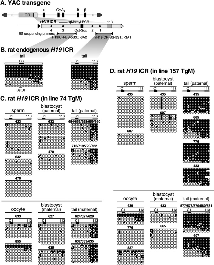 The transgenic IG-DMR sequence of the mouse Dlk1-Dio3 domain acquired imprinted DNA methylation during the post-fertilization period.