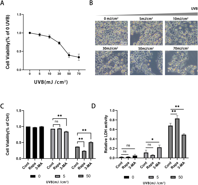 Role of Rapamycin and 3-MA in oxidative damage of HLECs caused by two doses of UVB radiation