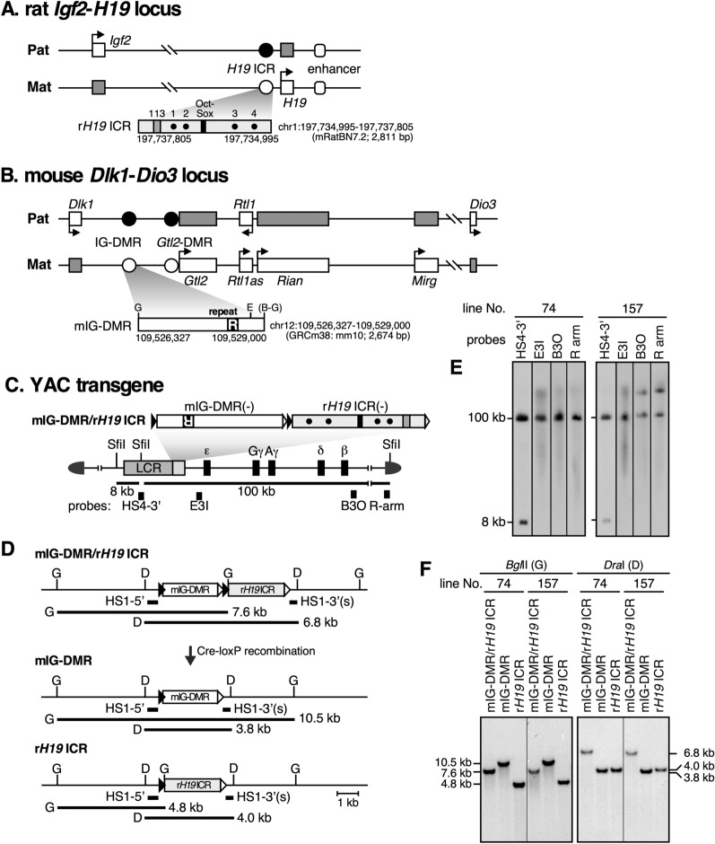 The transgenic IG-DMR sequence of the mouse Dlk1-Dio3 domain acquired imprinted DNA methylation during the post-fertilization period.