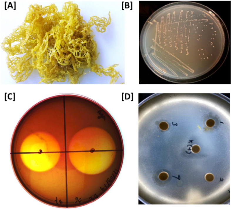 Biotechnologically potential genes in a polysaccharide-degrading epibiont of the Indonesian brown algae Hydroclathrus sp.