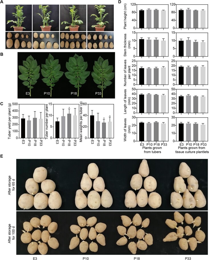 Potato tonoplast sugar transporter 1 controls tuber sugar accumulation during postharvest cold storage.