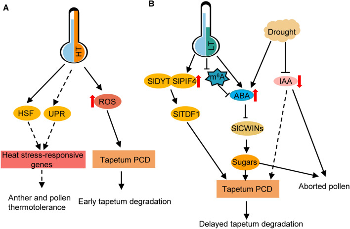 Molecular regulation of tomato male reproductive development