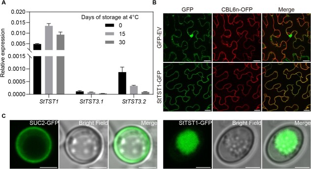 Potato tonoplast sugar transporter 1 controls tuber sugar accumulation during postharvest cold storage.