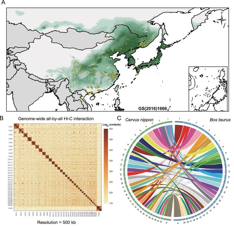 The First High-quality Reference Genome of Sika Deer Provides Insights into High-tannin Adaptation