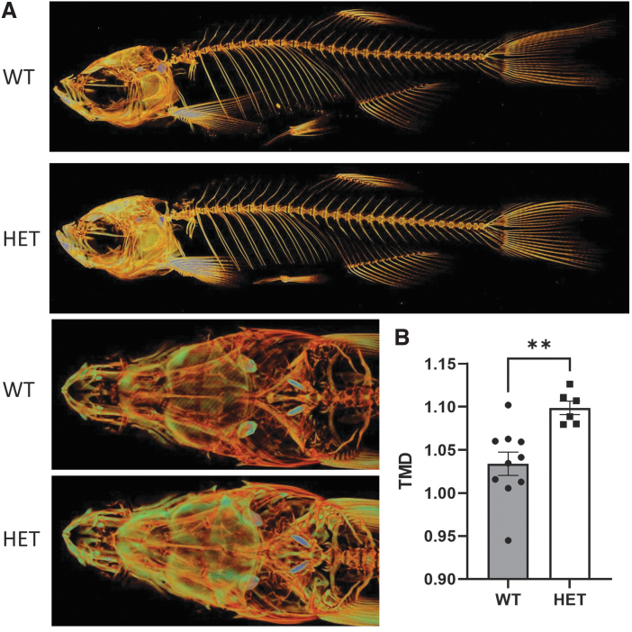 <i>wnt11f2</i> Zebrafish, an Animal Model for Development and New Insights in Bone Formation.