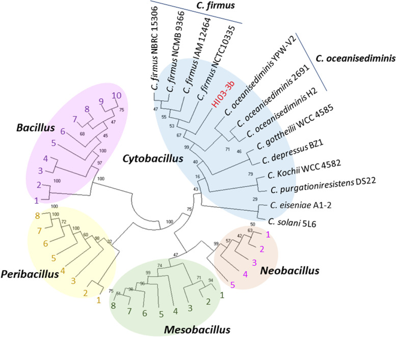 Biotechnologically potential genes in a polysaccharide-degrading epibiont of the Indonesian brown algae Hydroclathrus sp.