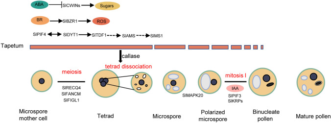 Molecular regulation of tomato male reproductive development