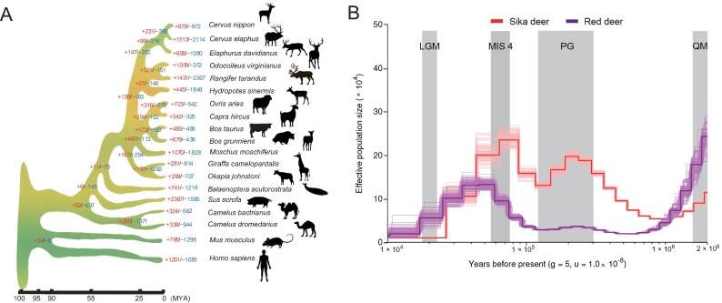 The First High-quality Reference Genome of Sika Deer Provides Insights into High-tannin Adaptation