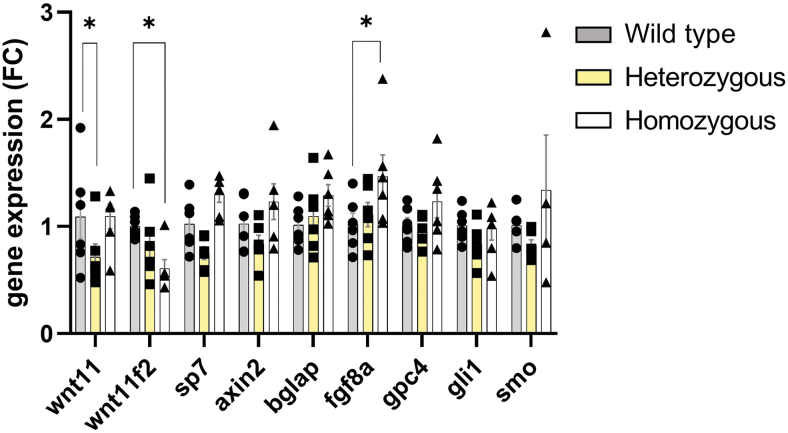 <i>wnt11f2</i> Zebrafish, an Animal Model for Development and New Insights in Bone Formation.