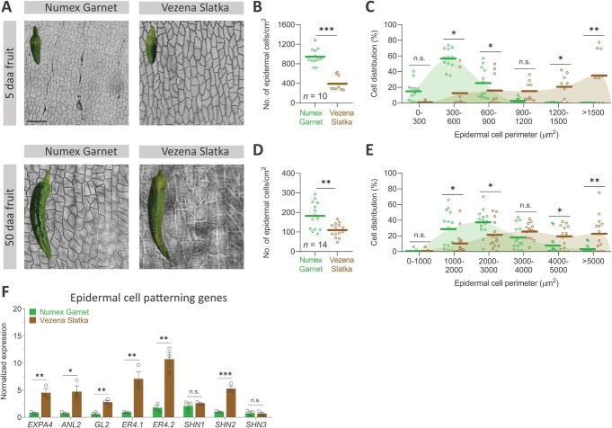 Microscopic and metabolic investigations disclose the factors that lead to skin cracking in chili-type pepper fruit varieties.