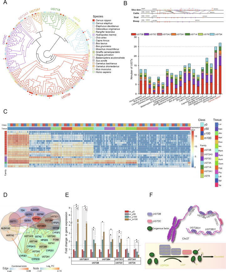 The First High-quality Reference Genome of Sika Deer Provides Insights into High-tannin Adaptation