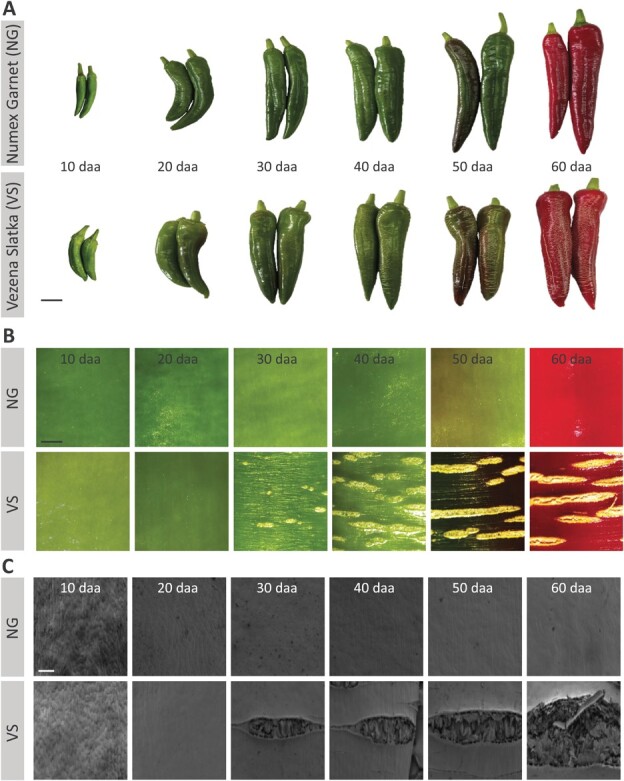 Microscopic and metabolic investigations disclose the factors that lead to skin cracking in chili-type pepper fruit varieties.