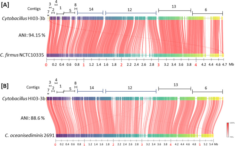 Biotechnologically potential genes in a polysaccharide-degrading epibiont of the Indonesian brown algae Hydroclathrus sp.