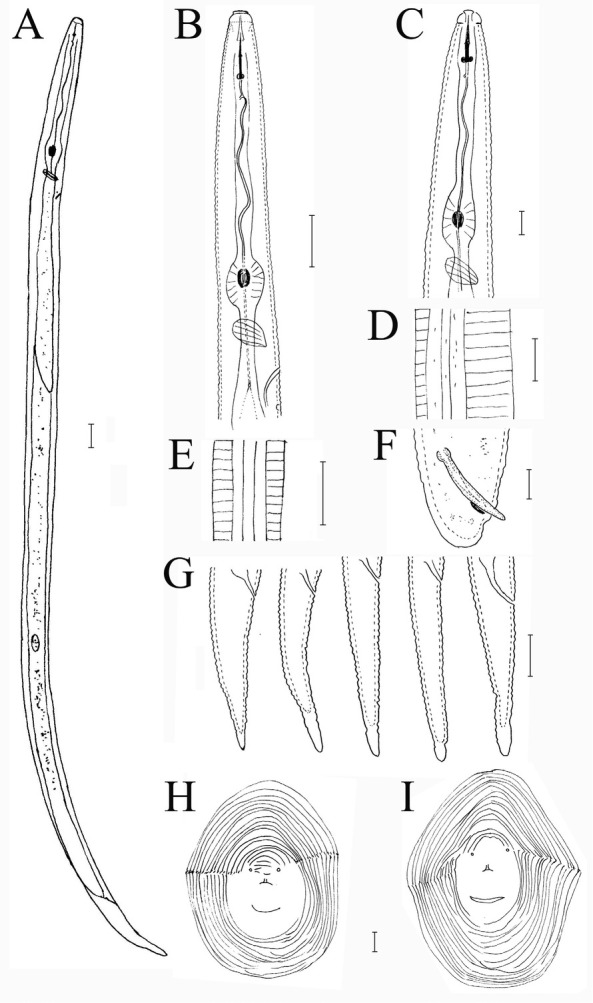 <i>Meloidogyne paramali</i> n. sp. (Nematoda: Meloidogyninae) and First Report of <i>M. marylandi</i> in maple and yacca tree from Japan.