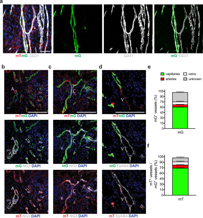 Ischemic wound revascularization by the stromal vascular fraction relies on host-donor hybrid vessels.