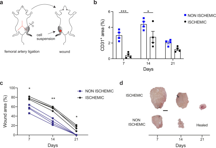 Ischemic wound revascularization by the stromal vascular fraction relies on host-donor hybrid vessels.