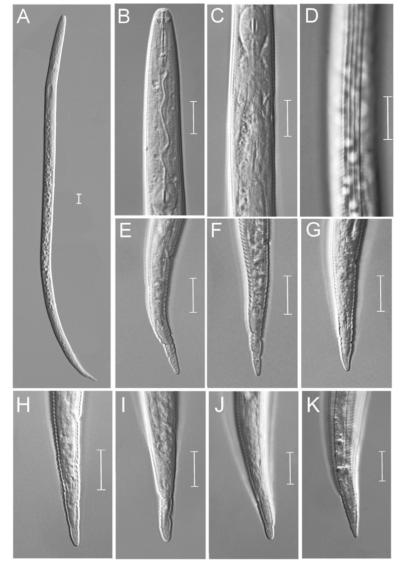 <i>Meloidogyne paramali</i> n. sp. (Nematoda: Meloidogyninae) and First Report of <i>M. marylandi</i> in maple and yacca tree from Japan.