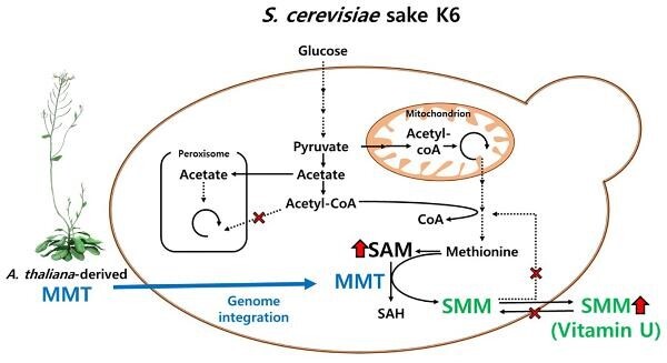 Production of S-methyl-methionine using engineered Saccharomyces cerevisiae sake K6.