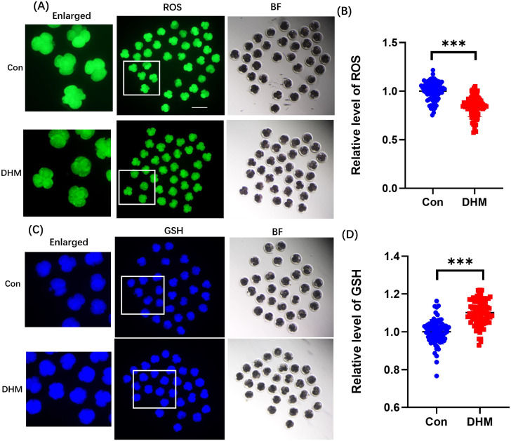 Dihydromyricetin supplementation during in vitro culture improves porcine oocyte developmental competence by regulating oxidative stress.