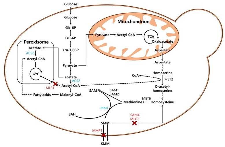 Production of S-methyl-methionine using engineered Saccharomyces cerevisiae sake K6.