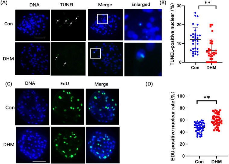 Dihydromyricetin supplementation during in vitro culture improves porcine oocyte developmental competence by regulating oxidative stress.