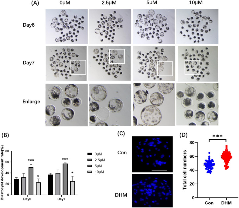 Dihydromyricetin supplementation during in vitro culture improves porcine oocyte developmental competence by regulating oxidative stress.