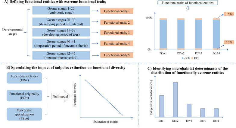 Unraveling the importance of functionally extreme tadpole types to functional diversity: a case study in temperate montane streams.