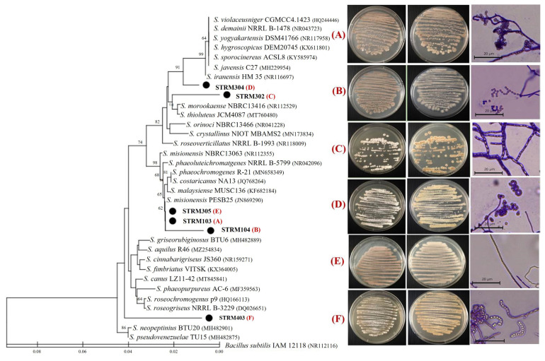 Evaluation of Soil Streptomyces spp. for the Biological Control of Fusarium Wilt Disease and Growth Promotion in Tomato and Banana.