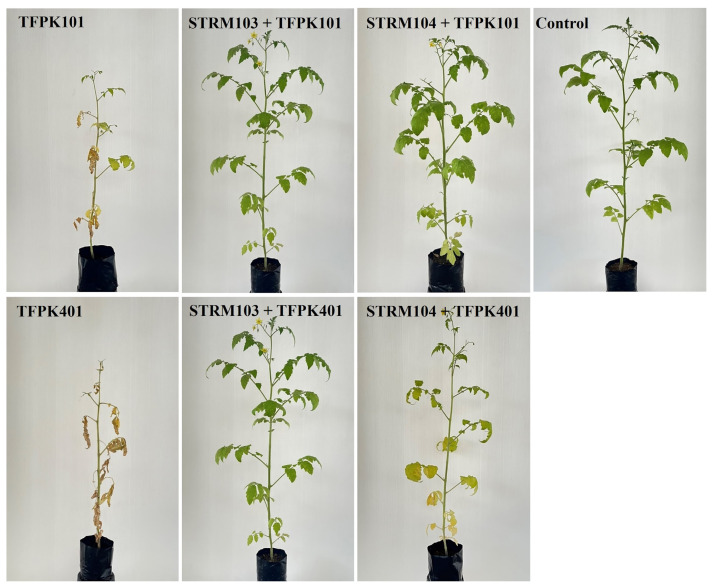 Evaluation of Soil Streptomyces spp. for the Biological Control of Fusarium Wilt Disease and Growth Promotion in Tomato and Banana.