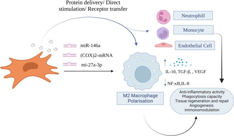 Extracellular vesicles derived from mesenchymal stem cells - a novel therapeutic tool in infectious diseases.