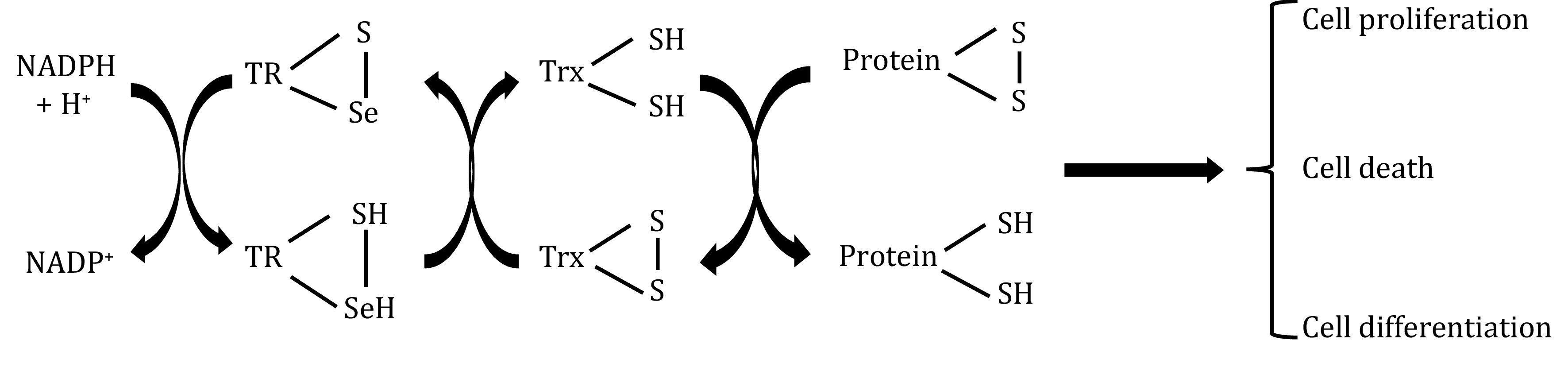 Antioxidant activity of the thioredoxin system.