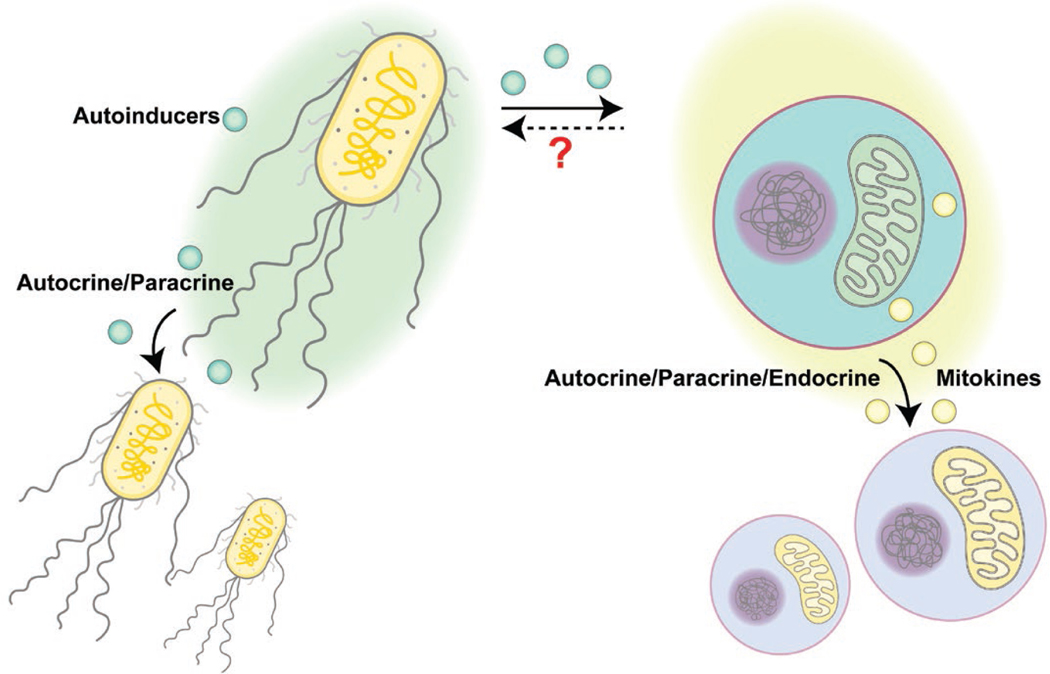 Inter-tissue communication of mitochondrial stress and metabolic health.