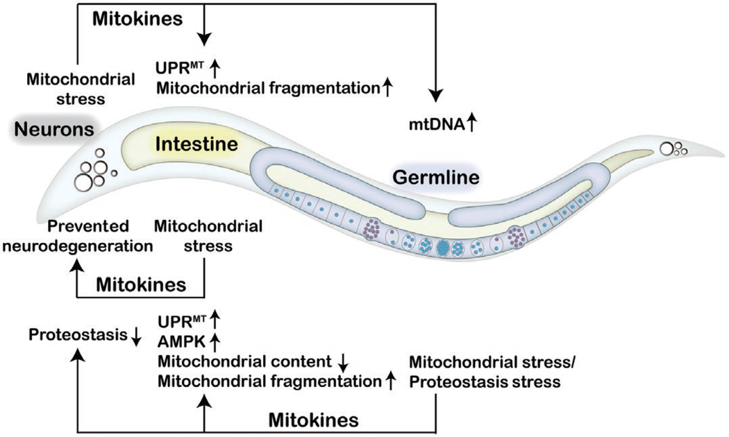 Inter-tissue communication of mitochondrial stress and metabolic health.