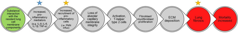 Establishing relationships between particle-induced in vitro and in vivo inflammation endpoints to better extrapolate between in vitro markers and in vivo fibrosis.