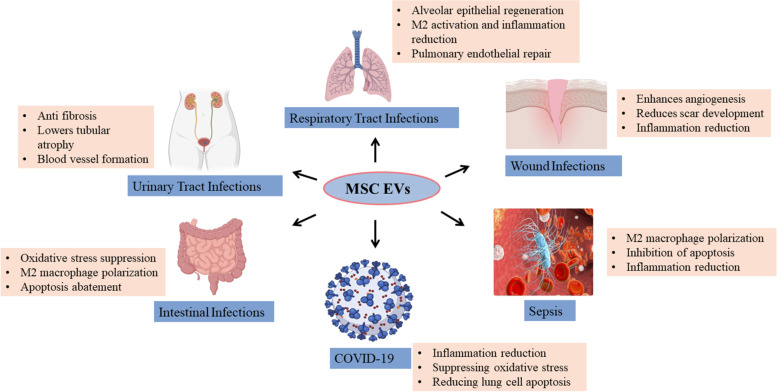 Extracellular vesicles derived from mesenchymal stem cells - a novel therapeutic tool in infectious diseases.