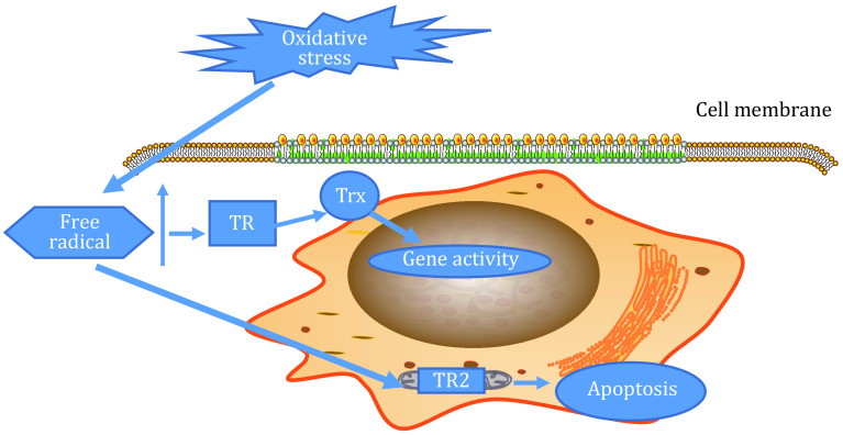 Antioxidant activity of the thioredoxin system.