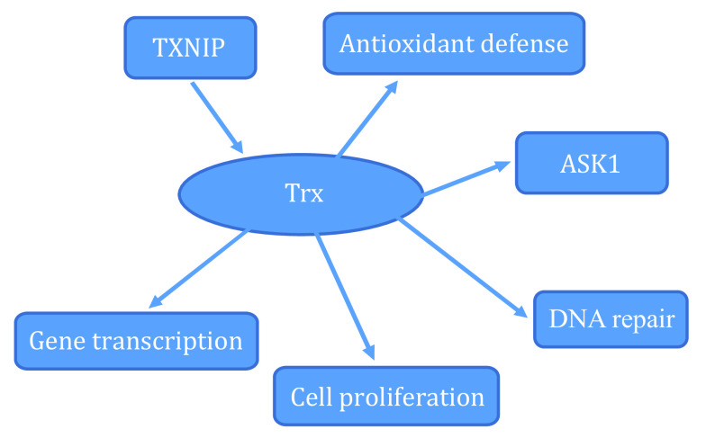 Antioxidant activity of the thioredoxin system.