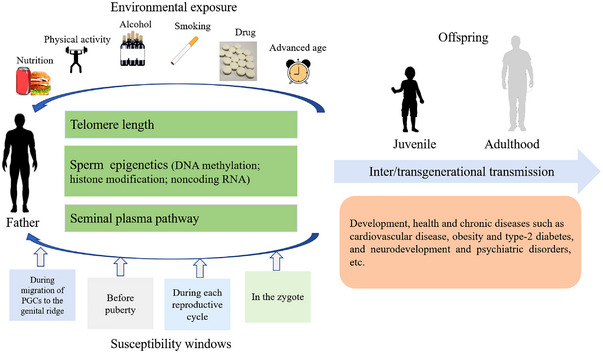 Developmental origins of health and disease: Impact of paternal nutrition and lifestyle.