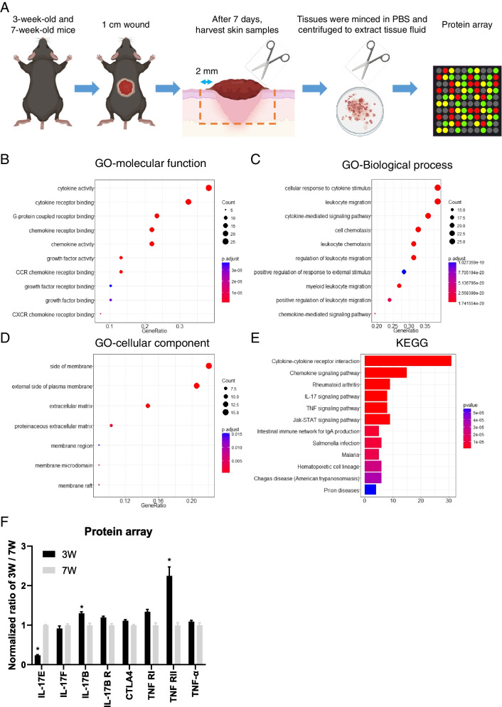 Injury-induced interleukin-1 alpha promotes Lgr5 hair follicle stem cells de novo regeneration and proliferation via regulating regenerative microenvironment in mice.