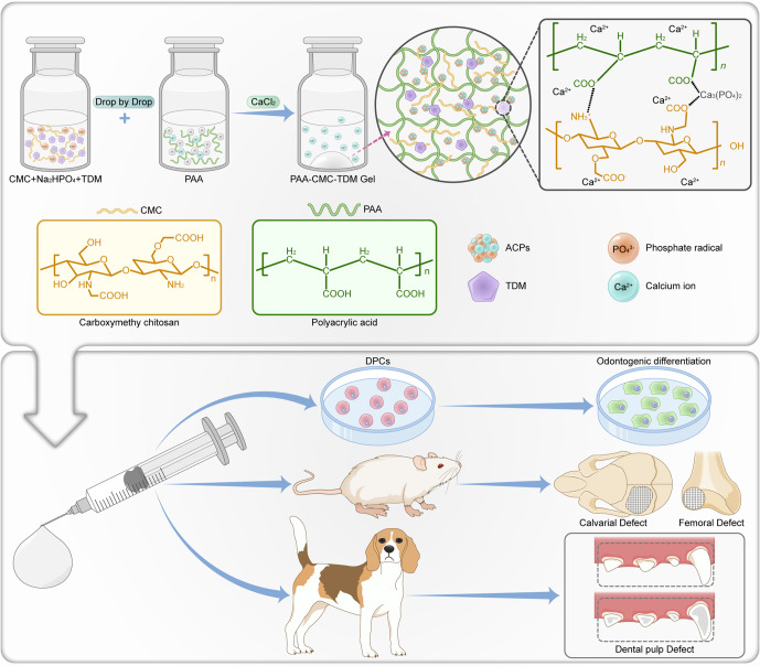 Biomineralization-inspired mineralized hydrogel promotes the repair and regeneration of dentin/bone hard tissue.