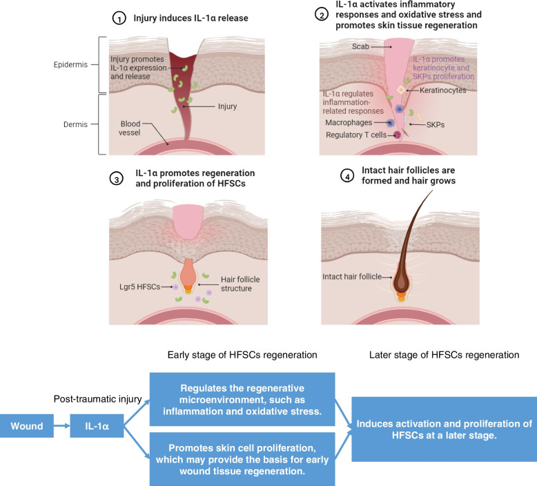 Injury-induced interleukin-1 alpha promotes Lgr5 hair follicle stem cells de novo regeneration and proliferation via regulating regenerative microenvironment in mice.