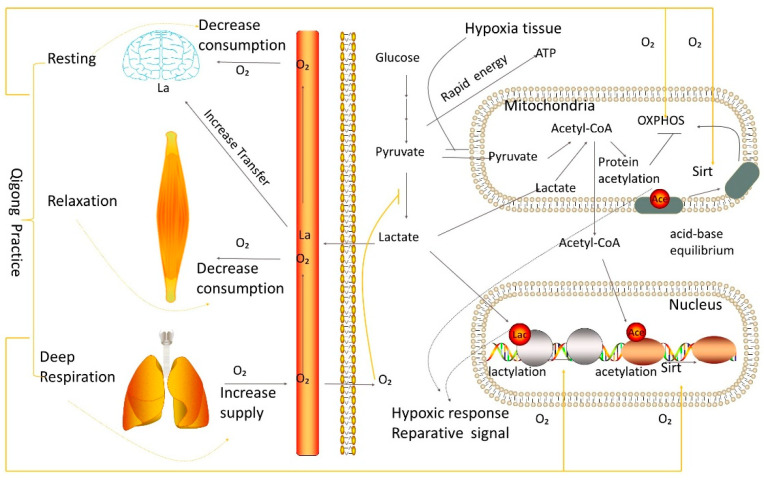 Qigong Exercise Balances Oxygen Supply and Acid-Base to Modulate Hypoxia: A Perspective Platform toward Preemptive Health & Medicine.