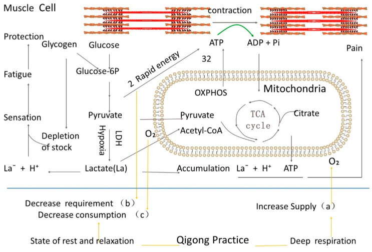 Qigong Exercise Balances Oxygen Supply and Acid-Base to Modulate Hypoxia: A Perspective Platform toward Preemptive Health & Medicine.