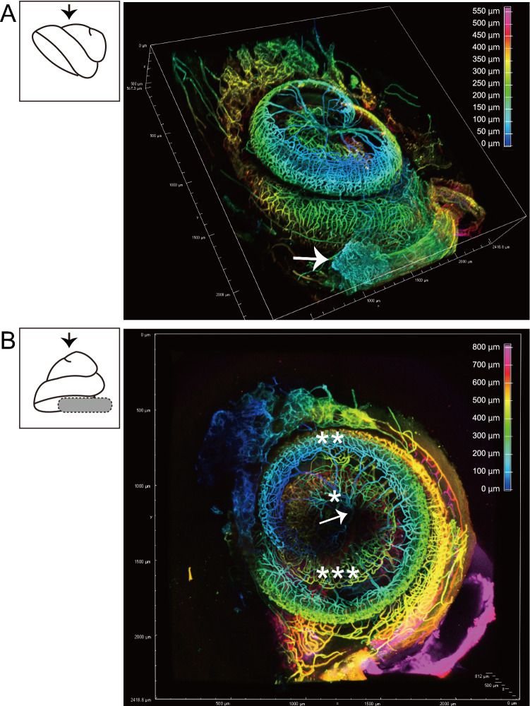 Three-dimensional mouse cochlea imaging based on the modified Sca/eS using confocal microscopy