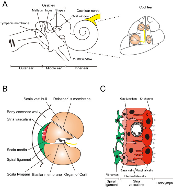 Three-dimensional mouse cochlea imaging based on the modified Sca/eS using confocal microscopy