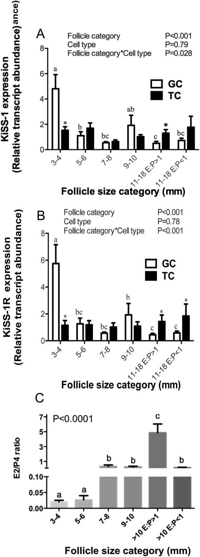 Does kisspeptin exert a local modulatory effect on bovine ovarian steroidogenesis?