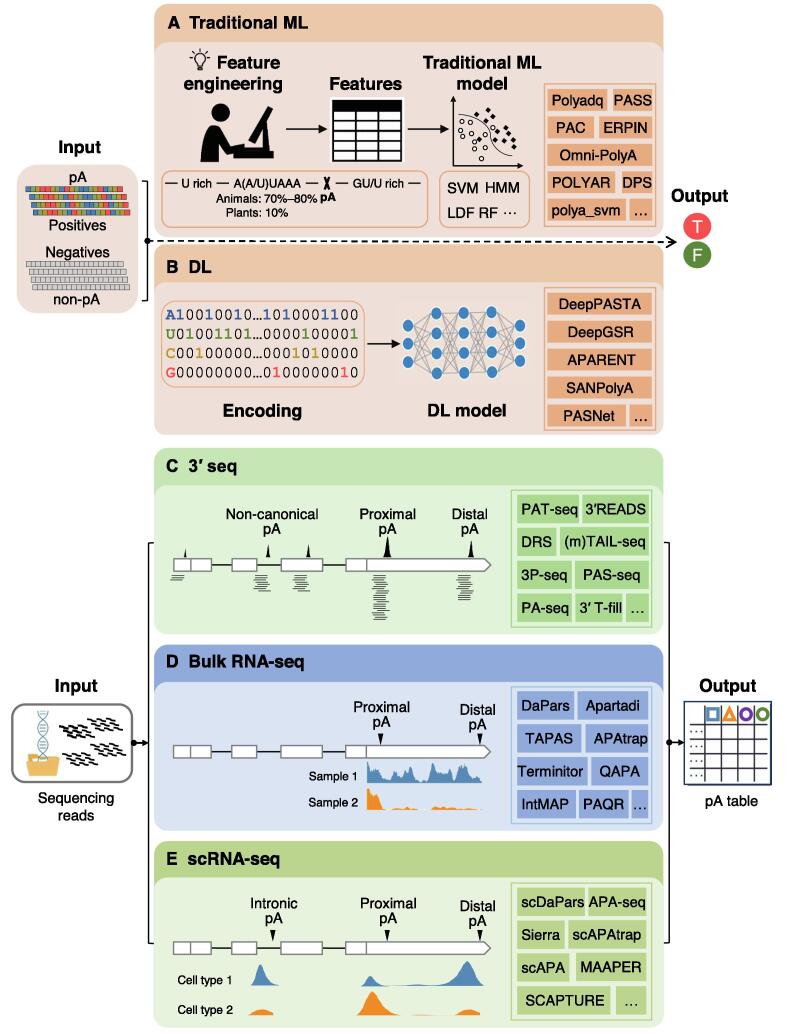 A Survey on Methods for Predicting Polyadenylation Sites from DNA Sequences, Bulk RNA-seq, and Single-cell RNA-seq