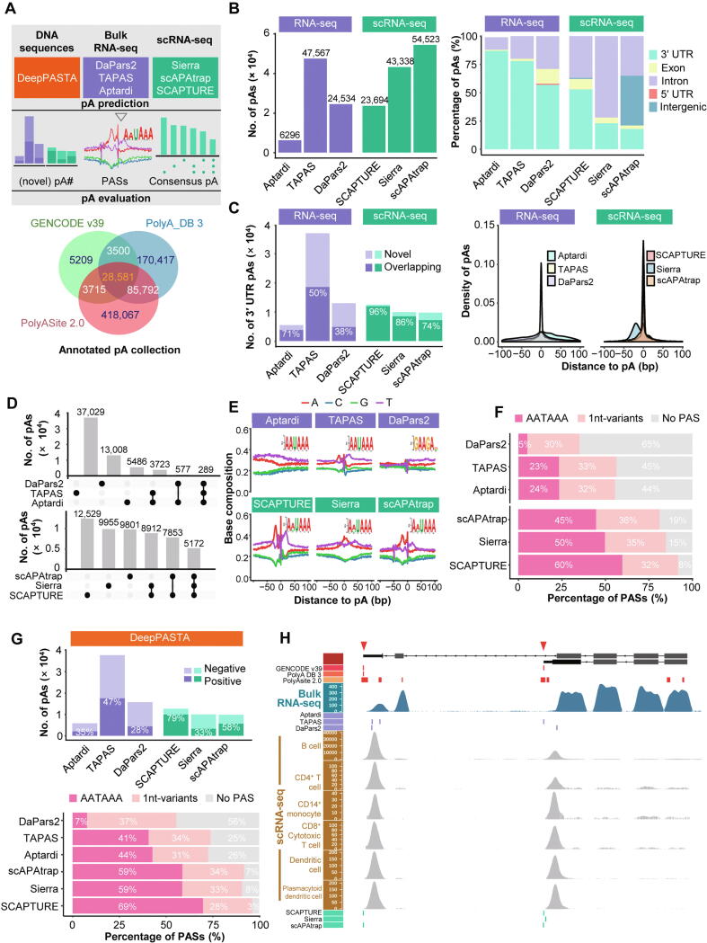 A Survey on Methods for Predicting Polyadenylation Sites from DNA Sequences, Bulk RNA-seq, and Single-cell RNA-seq